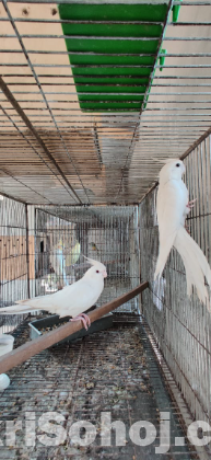 Albino Red Eye Cockatiel